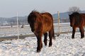 Winterweide 11-12 (145)